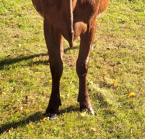 A front view of a red calf with two legs set squarely in line with each other.